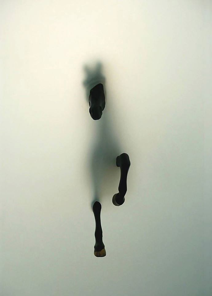 Cavallo- Mania e Ipomania